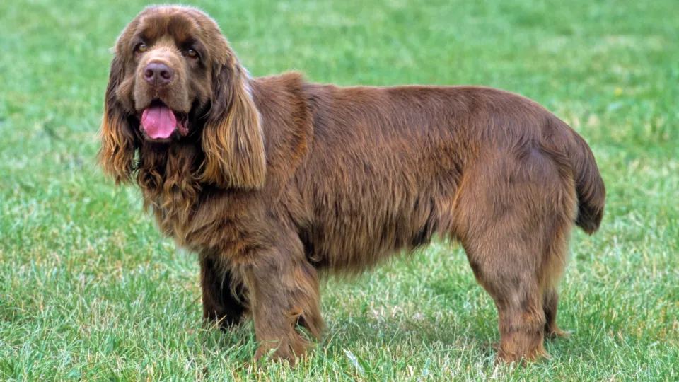 Spaniel (Sussex)